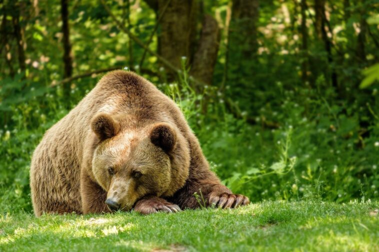 Le LAV a trouvé un abri pour abriter l'ours JJ4 qui a tué Andrea Papi : "Ne l'abattez pas" 1 Le LAV a trouvé un abri pour abriter l'ours JJ4 qui a tué Andrea Papi : "Ne l'abattez pas"