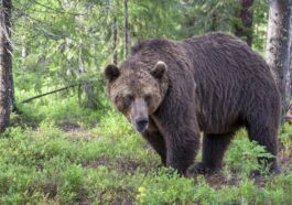 Quels et combien d'ours risquent d'être abattus dans le Trentin et pourquoi ?
