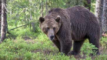 Quels et combien d'ours risquent d'être abattus dans le Trentin et pourquoi ? 29 Quels et combien d'ours risquent d'être abattus dans le Trentin et pourquoi ?