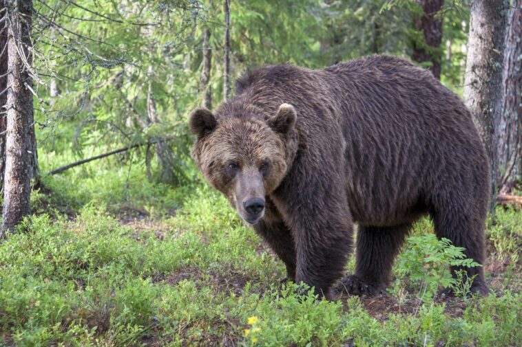Quels et combien d'ours risquent d'être abattus dans le Trentin et pourquoi ? 1 Quels et combien d'ours risquent d'être abattus dans le Trentin et pourquoi ?