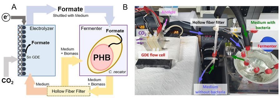 Schéma conceptuel (A) et photographie du système de conversion CO2 en PHB / Crédit : KAIST