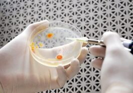 Certaines bactéries peuvent transformer le dioxyde de carbone en bioplastiques utiles