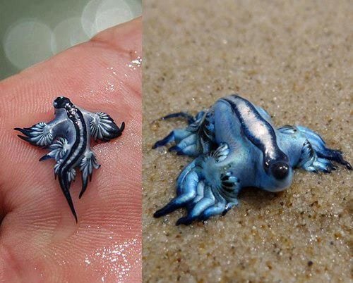 Apparition des drags bleus en Espagne : que sont-ils et pourquoi les plages ont-elles été fermées ? Explications d'un expert 5 Crédit : Imtorn