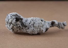 La foudre frappe un arbre et génère un tout nouveau "minerai" de phosphore.