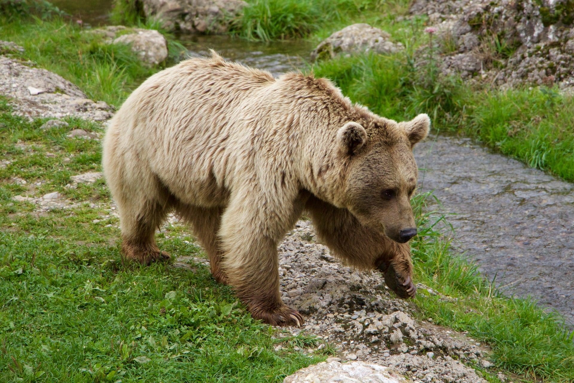 Le Lazio TAR a suspendu le meurtre de l'ours JJ4 dans le Trentin, LAV: "Vittoria"