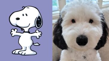 Ce chien est identique à Snoopy mais l'histoire derrière son croisement est troublante 19 Ce chien est identique à Snoopy mais l'histoire derrière son croisement est troublante