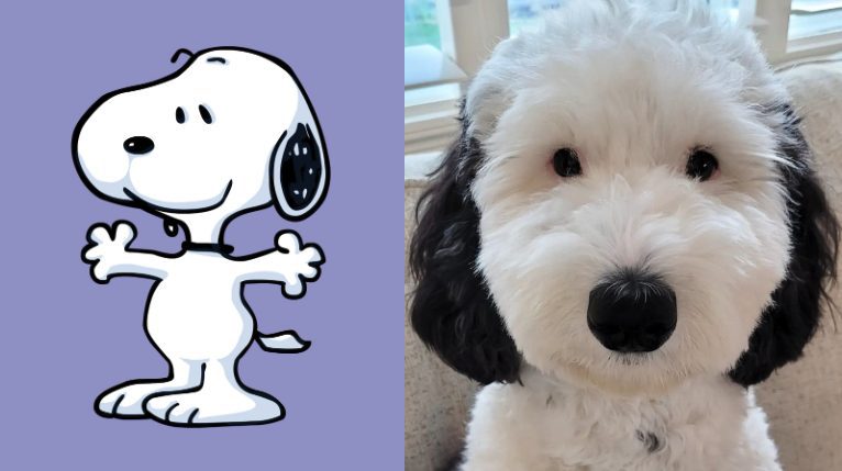 Ce chien est identique à Snoopy mais l'histoire derrière son croisement est troublante