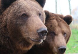 La Slovénie a autorisé les chasseurs à tuer 230 ours : "Pour des raisons de sécurité publique"