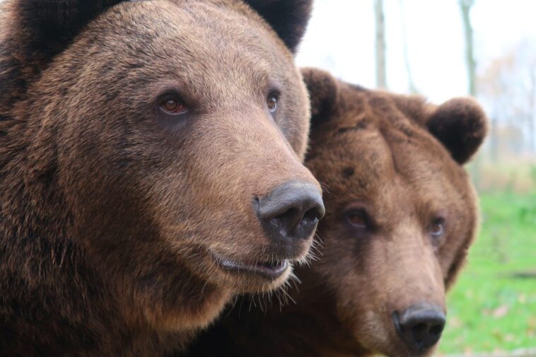 La Slovénie a autorisé les chasseurs à tuer 230 ours : "Pour des raisons de sécurité publique" 1 La Slovénie a autorisé les chasseurs à tuer 230 ours : "Pour des raisons de sécurité publique"