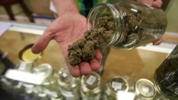 Nous savons maintenant ce qui se passe lorsque de fortes doses de THC sont consommées 13 Nous savons maintenant ce qui se passe lorsque de fortes doses de THC sont consommées