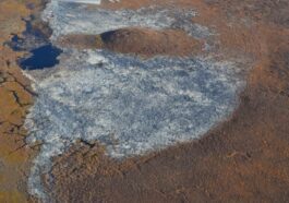 Un tas d'arbres tombés dans l'Arctique a atteint la taille d'une ville