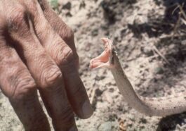 Comment survivre à une morsure de serpent, ou plutôt l'éviter