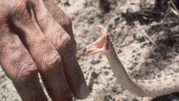 Comment survivre à une morsure de serpent, ou plutôt l'éviter 10 Comment survivre à une morsure de serpent, ou plutôt l'éviter