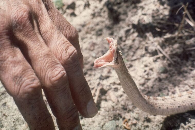 Comment survivre à une morsure de serpent, ou plutôt l'éviter 1 Comment survivre à une morsure de serpent, ou plutôt l'éviter