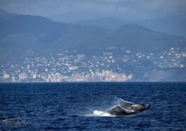 Rare et merveilleuse baleine à bosse aperçue en mer Ligure : sauts et évolutions visibles depuis la plage 60 Rare et merveilleuse baleine à bosse aperçue en mer Ligure : sauts et évolutions visibles depuis la plage