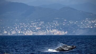 Rare et merveilleuse baleine à bosse aperçue en mer Ligure : sauts et évolutions visibles depuis la plage 5 Rare et merveilleuse baleine à bosse aperçue en mer Ligure : sauts et évolutions visibles depuis la plage