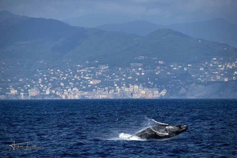 Rare et merveilleuse baleine à bosse aperçue en mer Ligure : sauts et évolutions visibles depuis la plage 1 Rare et merveilleuse baleine à bosse aperçue en mer Ligure : sauts et évolutions visibles depuis la plage