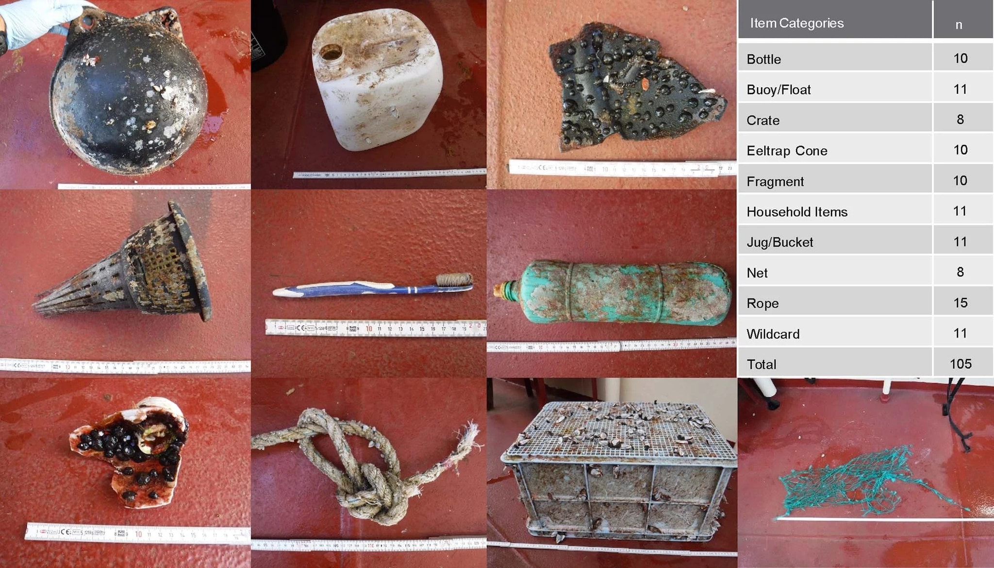 L'île de plastique dans le Pacifique est maintenant si grande et persistante qu'elle abrite des animaux côtiers 3 Échantillons de plastique collectés. Crédit : Écologie de la nature et évolution.