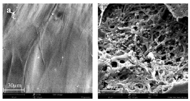 Plastique dégradé par les champignons.  Crédit : Samat et al., npj Dégradation des matériaux, 2023
