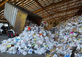 Découverte de champignons qui dégradent 100 % du plastique dur en 140 jours