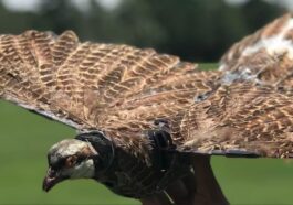 L'histoire de l'ingénieur qui transforme des oiseaux morts en drones