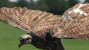 L'histoire de l'ingénieur qui transforme des oiseaux morts en drones