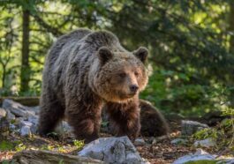Différences entre les ours du Trentin et des Abruzzes, sort de JJ4 et oursons : réponses du zoologiste Zibordi