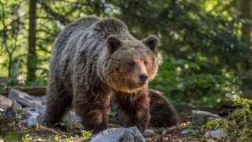 Différences entre les ours du Trentin et des Abruzzes, sort de JJ4 et oursons : réponses du zoologiste Zibordi