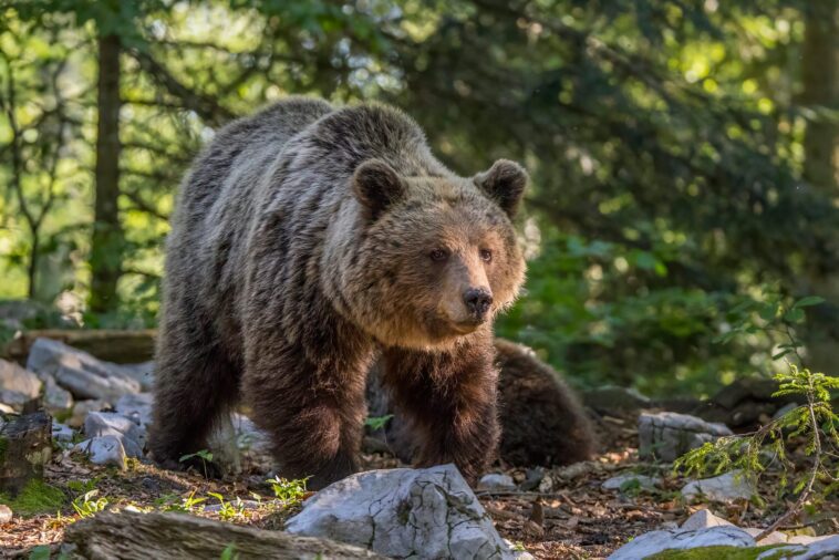 Différences entre les ours du Trentin et des Abruzzes, sort de JJ4 et oursons : réponses du zoologiste Zibordi 1 Différences entre les ours du Trentin et des Abruzzes, sort de JJ4 et oursons : réponses du zoologiste Zibordi