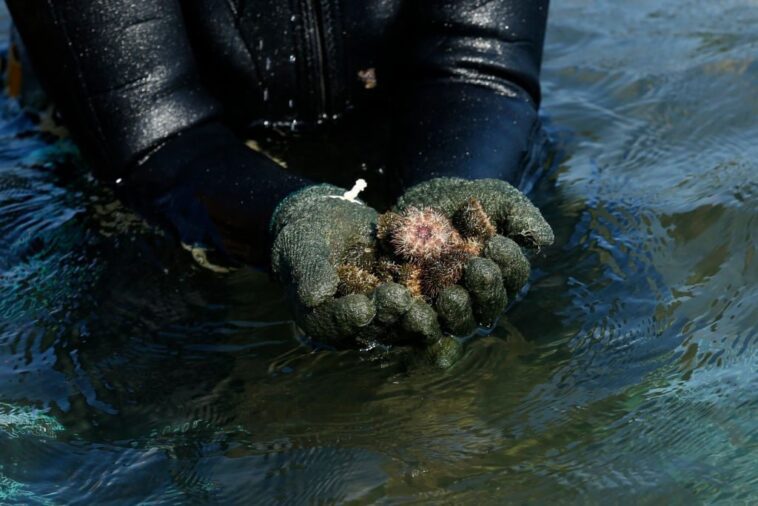 Résolu le mystère de la mort de milliers d'oursins : c'est la cause du massacre 1 Résolu le mystère de la mort de milliers d'oursins : c'est la cause du massacre