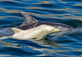Merveilleux dauphin blanc aperçu en Afrique du Sud : il s'agit d'un bébé d'un mois d'1 mètre de long