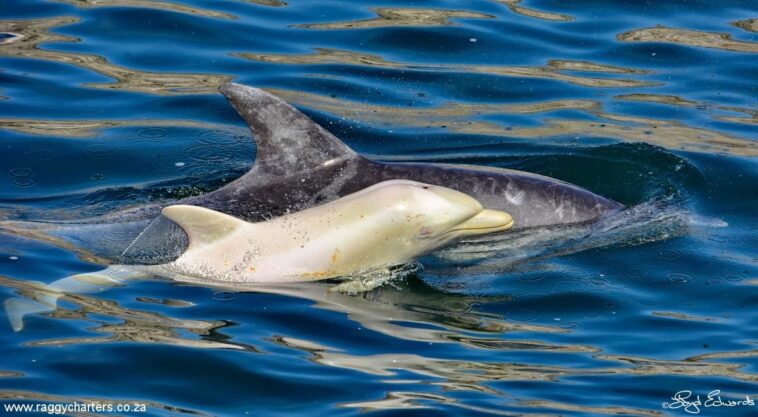 Merveilleux dauphin blanc aperçu en Afrique du Sud : il s'agit d'un bébé d'un mois d'1 mètre de long 1 Merveilleux dauphin blanc aperçu en Afrique du Sud : il s'agit d'un bébé d'un mois d'1 mètre de long