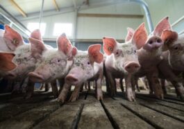 L'utilisation d'antimicrobiens dans le bétail peut faire apparaître des bactéries résistantes au système immunitaire