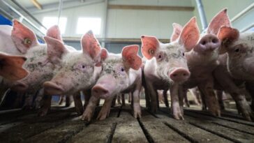 L'utilisation d'antimicrobiens dans le bétail peut faire apparaître des bactéries résistantes au système immunitaire 28 L'utilisation d'antimicrobiens dans le bétail peut faire apparaître des bactéries résistantes au système immunitaire