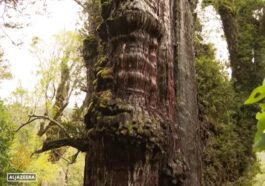 Le plus vieil arbre du monde est peut-être "l'arrière-grand-père", un cyprès du Chili : l'âge estimé est de 5 484 ans