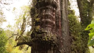 Le plus vieil arbre du monde est peut-être "l'arrière-grand-père", un cyprès du Chili : l'âge estimé est de 5 484 ans 27 Le plus vieil arbre du monde est peut-être "l'arrière-grand-père", un cyprès du Chili : l'âge estimé est de 5 484 ans