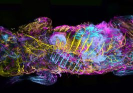 Jouer avec des cadavres de souris transparents en 3D VR. Pour la science 100 Toying with transparent mouse corpses in 3D VR. For science