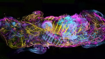 Jouer avec des cadavres de souris transparents en 3D VR. Pour la science 23 Toying with transparent mouse corpses in 3D VR. For science