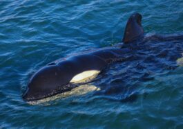 L'ADN peut nous dire quels animaux sont les plus menacés d'extinction 33 L'ADN peut nous dire quels animaux sont les plus menacés d'extinction