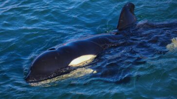 L'ADN peut nous dire quels animaux sont les plus menacés d'extinction 21 L'ADN peut nous dire quels animaux sont les plus menacés d'extinction