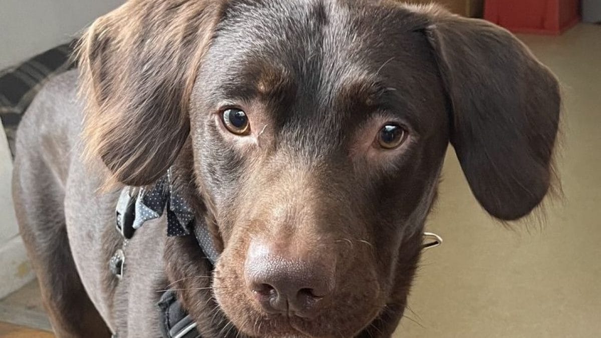 Coco, le chien 'alcoolique' sauvé par des vétérinaires : "Premier cas du genre" 2 Crédit : Woodside Animal Welfare Trust