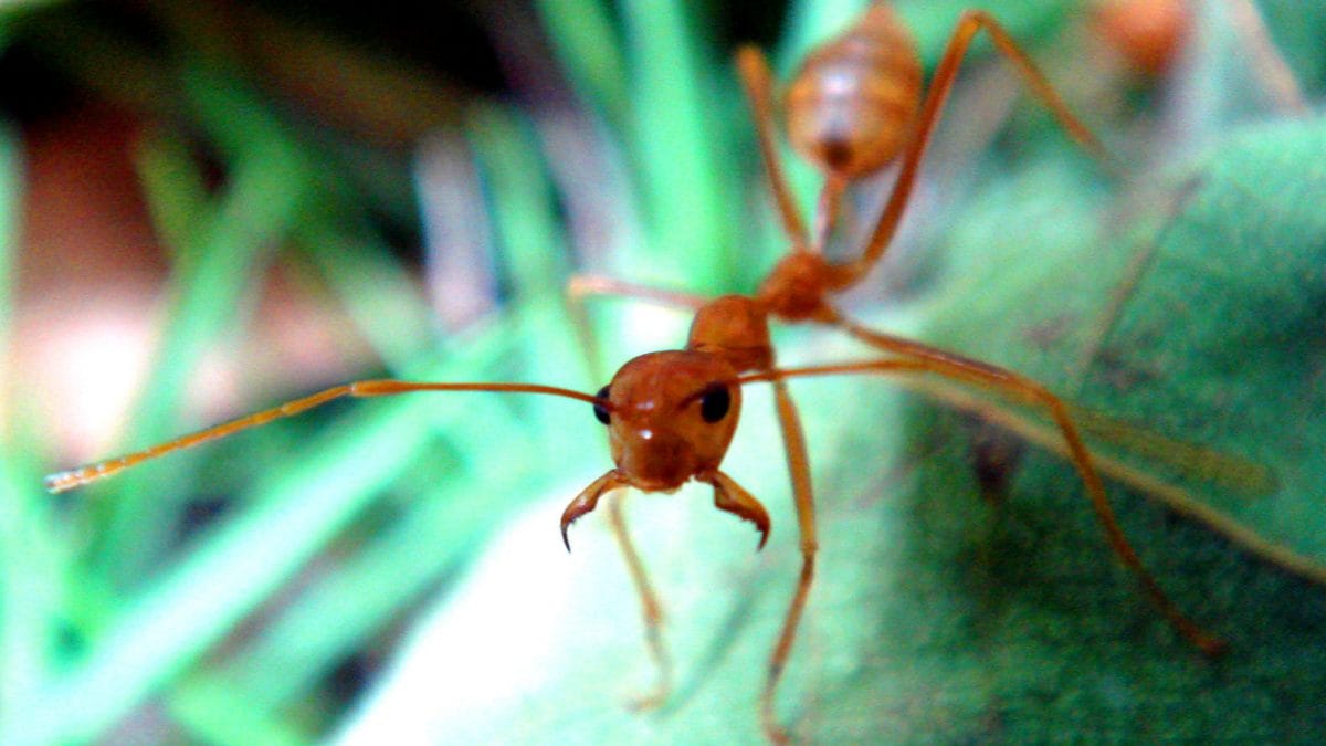 Comment les fourmis ont-elles conquis le monde 2 Une fourmi tisserande (Oecophylla) en position de combat avec les mâchoires grandes ouvertes (Crédit : World Imaging/Wikipedia)