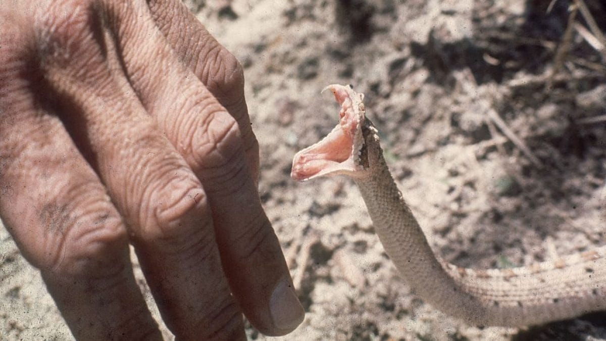Comment survivre à une morsure de serpent, ou plutôt l'éviter 2 Comment survivre a une morsure de serpent ou plutot leviter
