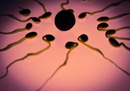 Contraceptif pour l'homme le plus proche : Découverte d'un gène lié à la natation et à la croissance des spermatozoïdes