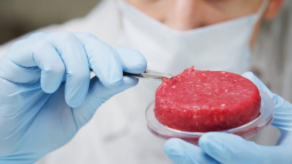 Viande cultivée approuvée au Royaume-Unis, premier pays européen: pour l'instant sera limitée à la nourriture pour animaux 2 Immagine