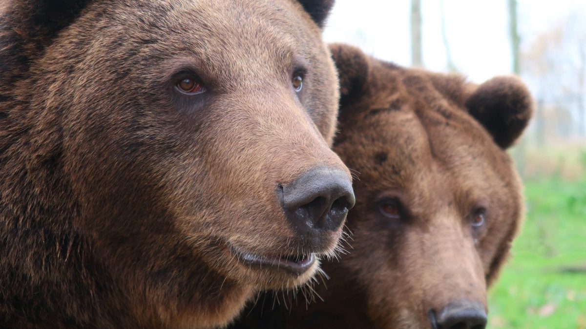 La Slovénie a autorisé les chasseurs à tuer 230 ours : "Pour des raisons de sécurité publique" 2 La Slovenie a autorise les chasseurs a tuer 230 ours