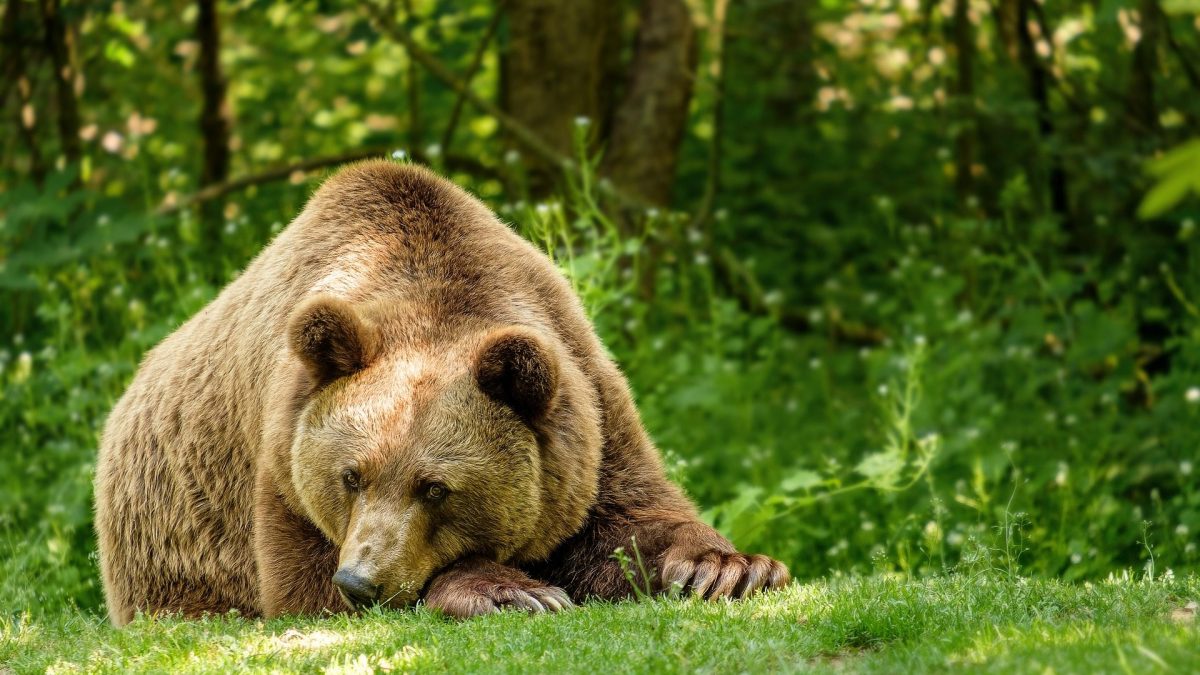 Le LAV a trouvé un abri pour abriter l'ours JJ4 qui a tué Andrea Papi : "Ne l'abattez pas" 2 Le LAV a trouve un abri pour abriter lours JJ4