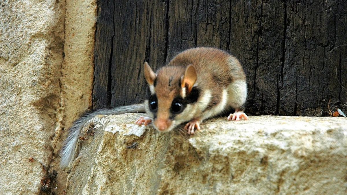 Le mignon petit loir brille dans la lumière ultraviolette, et les scientifiques ne savent pas pourquoi 2 Un loir. Crédit : wikipédia