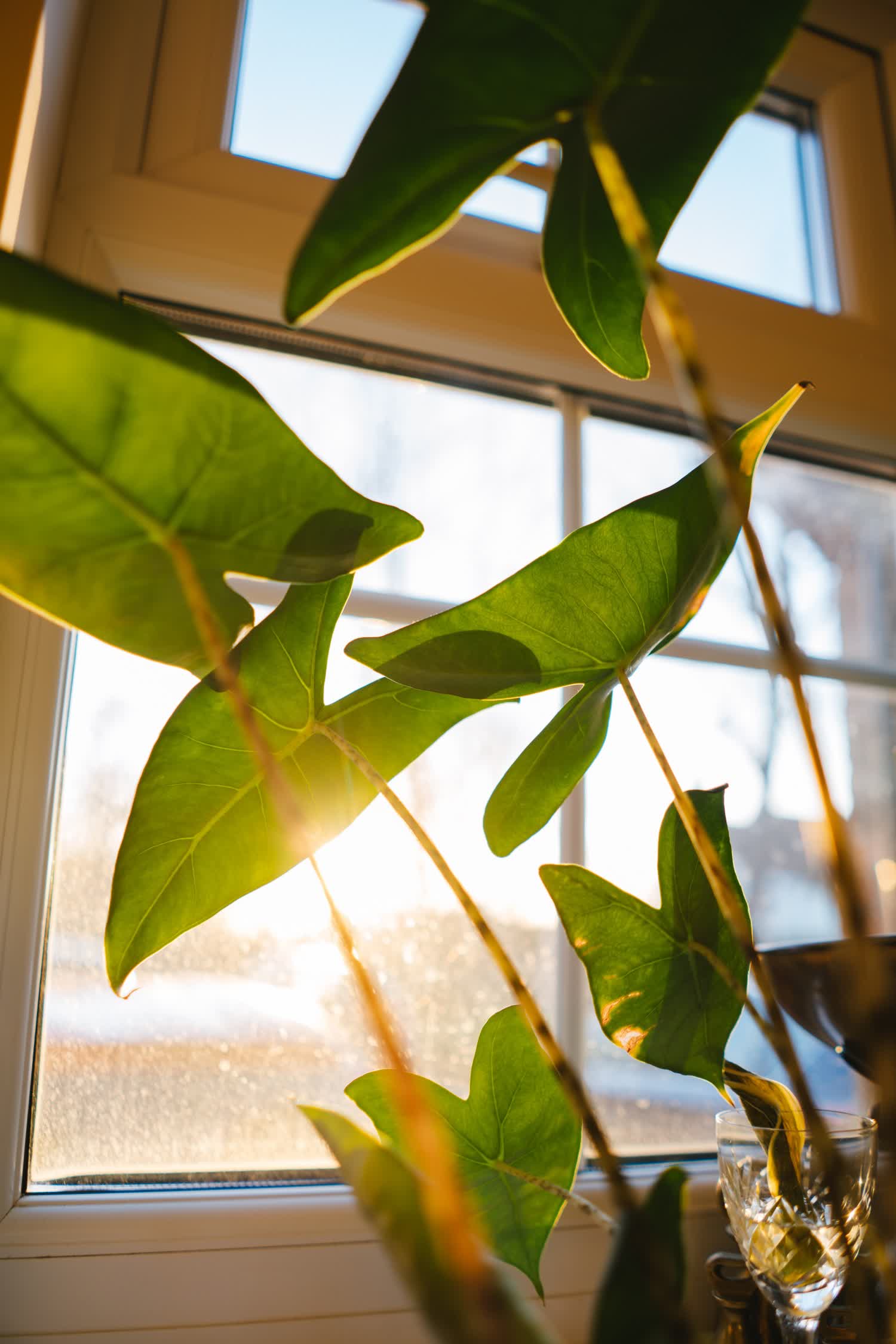 Les plantes d'intérieur design sont conçues pour lutter contre la pollution de l'air 2 Les plantes dinterieur design sont concues pour lutter contre la