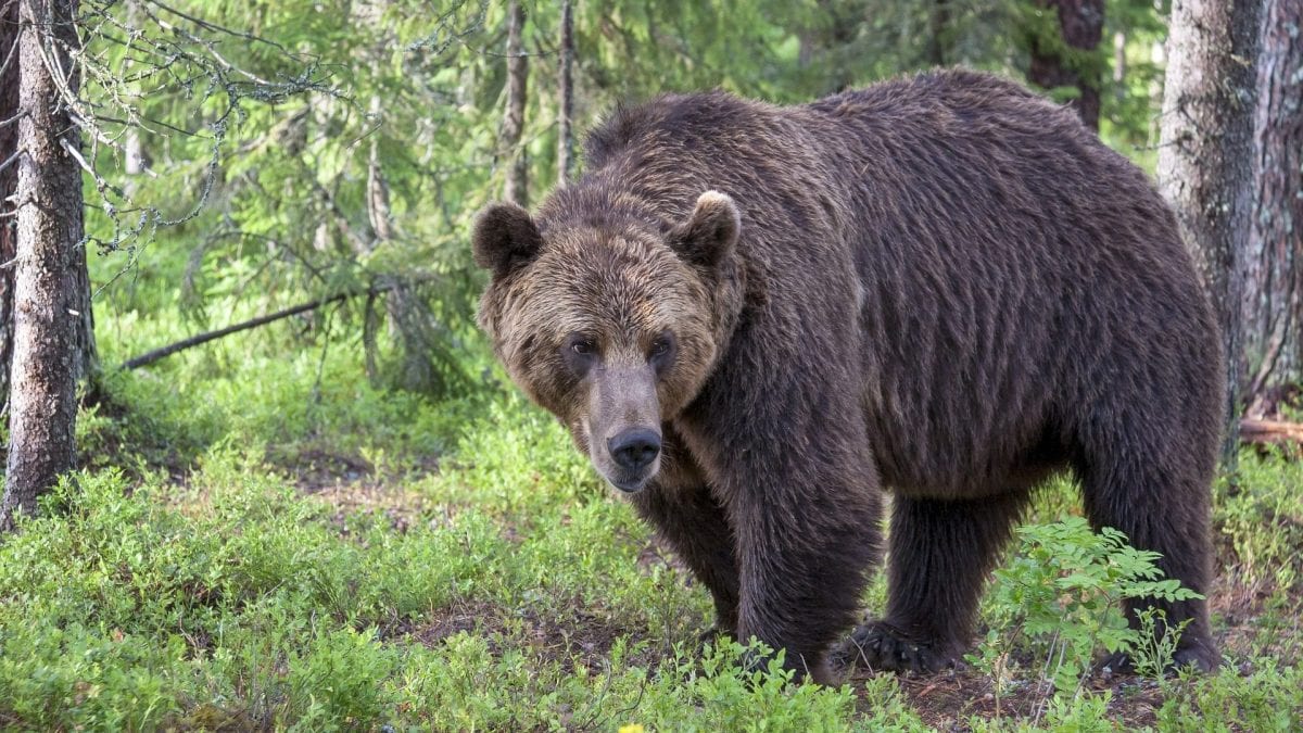 Quels et combien d'ours risquent d'être abattus dans le Trentin et pourquoi ? 2 Quels et combien dours risquent detre abattus dans le Trentin